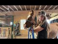 How To Catch and Halter A HorsePower Horse (Start to Finish) - Volunteer Training Video