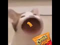 Pop pop cat eats Cheetos