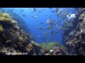 Below Koh Tao 2012 - HD Underwater Video