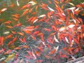 Carp in the Pond at the Bridge of Nine Zig-Zags in Chenghuangmiao (城隍庙)