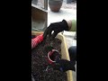 Seeding and Potting on Tomatoes