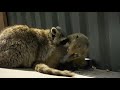 Raccoon Loves His Coati Best Friend | Oddest Animal Friendship | Love Nature