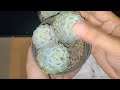 unboxing secullent and cactus #secculent #tanamanhias #kaktus #echeveria #unboxingvideo