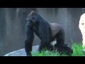 Gorilla Family Drama @ San Francisco Zoo (Part 1)