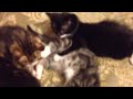Bad Cat Video #5