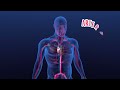 The Human Body: The Heart | Educational Videos For Kids