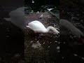 Wednesday Swan Feeding Part 2