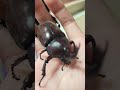 집앞에서 장수풍뎅이를 주웟슴미다ㅠㅠㅠㅠㅠ 너무 기뻐요 #insects #귀여움 #장수풍뎅이 #short #shorts #곤충