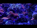 Saltwater AQUARIUM 4K Underwater Sounds NO Music NO Ads - Fish Tank Underwater Ambience