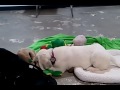 Golden puppy plays, then plops down tired