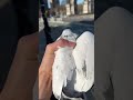 Catching New York Pigeons