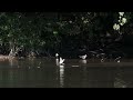 Busy Sandpipers