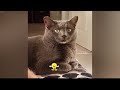 CLASSIC Dog and Cat Videos😪🐶1 HOURS of FUNNY Clips😻