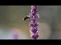 Bees in the Salvia