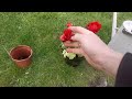 re potting a plant