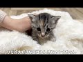 保護した子猫が甘えん坊すぎて何も手につきません【かぐ告兄妹日記#2】A kitten who wants to be pampered is too cute.