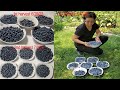 Do this to your Blueberry  plants for a bountiful harvest | Front Yard Garden | NJ and TX Garden