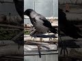 Crow Asking For Food