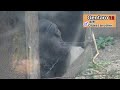 Silverback desperately protecting a female gorilla. Momotaro｜Momotaro family