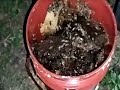 Captura de enjambres de abejas en el hospital Naguanagua, Valencia-Carabobo.