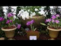 INTERNATIONAL ORCHID EXHIBITION IN VIENNA - 2020 - 4K 50p