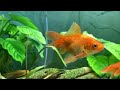 Ammonia In Fish Tanks - How To Lower Permanently 🙌