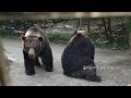 [vlog 4K] 에버랜드 사파리 스페셜투어 풀영상 2023 |  호랑이 백호 사자 불곰 모두모두 모여라 | 맹수 먹이주기 체험