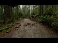 Enjoy the Relaxing Sound of Rain on this Virtual Hike in North Vancouver