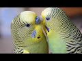 Budgie Body Language | part 2