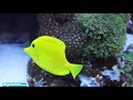 Is Tap Water Safe For Your Aquarium? | BigAlsPets.com