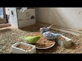 28 Minute Budgies Sounds, Budgies Feeding Time Relax ASMR HD 1080P 60FPS