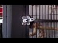 Macaw escapes from cage