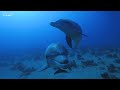 Ocean 4K - Beautiful Coral Reef Fish in Aquarium, Sea Animals for Relaxation -  4K Video Ultra HD