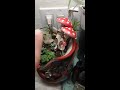 First ever HOUSE PLANT TOUR Part 1, The Kitchen March '19