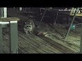 cat raccoon confrontation