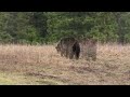 A friendly grizzly bear visit while hiking off-trail - Yellowstone National Park