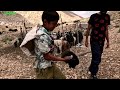 Nomadic life and rural life: from cooking traditional rice milk to raising puppie, nomads, village