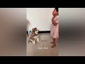 Funny Animal 2023 😍 Funniest Cats and Dogs 😺🐶 Part 18