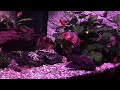 Clown loach clicking sound while eating