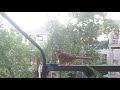 Northern Cardinals on the balcony