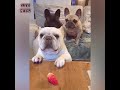 Try not to laugh | Cute and Funny French Bulldogs doing funny things # 1 (2019)| Cute Pets