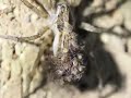 Wolf spider and Babies