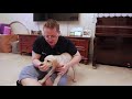 12 week labrador retriever puppy dog training and tricks