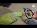 parrot talk everything