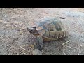 Kaplumbağ Tosba Turtle