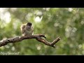 Calming Music with Beautiful Nature Videos • Reduce Stress, Anxiety & Depression, Bird Sounds #8