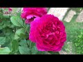バラ満開！庭が輝く5月🌹/バラの魅力を楽しむシーン作り✨/60代ガーデニング/ガーデンVlog