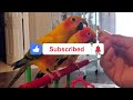 Sun Conure, The Best Pet Parrot?