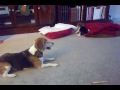 Baby Beagle (Maxwell) Playing with Older Beagle (Heidi)