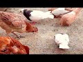 Poultry Farming Feeds Chien Wast / Best Food Desi Chicken & Free Ranje hen ||Desi Hen Home Business,